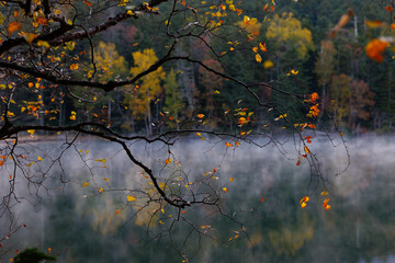 葉の散った白樺