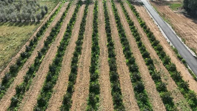 Mango tree plantation with green leaves and ripening fruits under the warm sun. Tropical agriculture and organic farming in Israel&rsquo;s countryside.