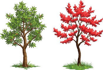 Green foliage tree, red foliage tree, seasonal contrast, botanical diversity, nature landscape, vibrant leaves, dual tree composition, grassy base, autumn transition