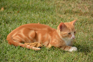 A ginger cat is resting on the green grass