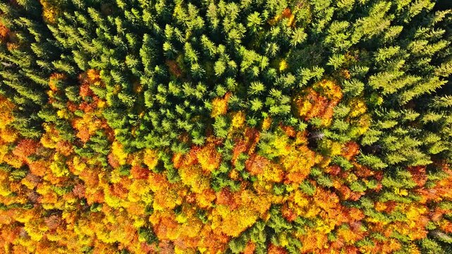 A Beautiful Aerial View Showcasing the Vibrant Autumn Forest Colors