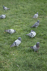 Fototapeta premium Group of pigeons scattered on a grassy lawn, resting and foraging. Emphasizes urban wildlife care, feeding and community compassion during heat, ideal for ecology, welfare and outreach themes.