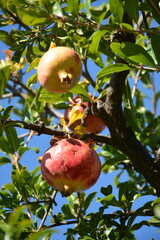 Three ripe pomegranates on a tree close-up against a blue sky background