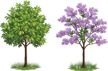 Obraz premium Green fruit tree with hanging fruits, purple flowering tree with blossoms, seasonal contrast, botanical illustration, nature diversity, outdoor plant scene, foliage