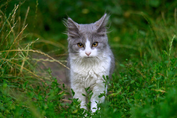 Adorable Grey and White Kitten Walking Through Green Grass in a Lush Garden