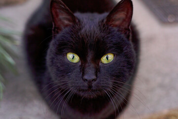 Black Cat With Bright Green Eyes Looking Up — Close-Up Portrait of a Curious Feline