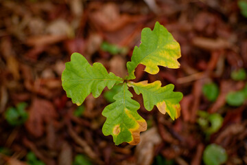 Young Oak Leaf Seedling On Forest Floor With Green And Yellow Edges