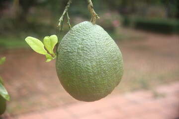 tropical fruit on the tree