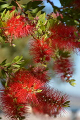 Fluffy red decorative callistemon on a background of clear sky
