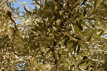 A lush olive tree with ripe olives on it