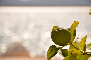 Green lemon lime fruit against a blurred background of a silver sea