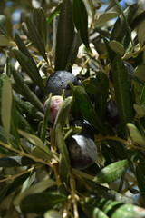 Dark olives on a branch with leaves close-up