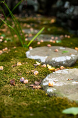 鎌倉25107　杉本寺5　銀杏