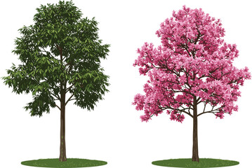 Green leafy tree, pink blossom tree, botanical contrast, seasonal bloom, nature landscape, vibrant foliage, tropical garden, dual tree composition, outdoor vegetation © Shariyar Pantho