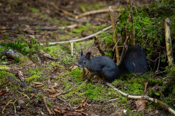 Eichhörnchen (2025-10)