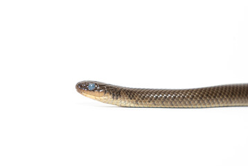 Rusty Ground Snake (Paraphimophis rusticus) high quality portrait head isolated on white background in Buenos Aires, Argentina. (Bicuda, Muçurana, Muçurana-Comum-do-Pampa, Muçurana-Marrom)