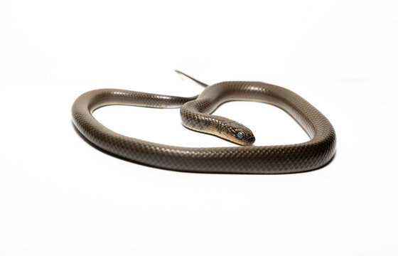 Rusty Ground Snake (Paraphimophis rusticus) high quality portrait coiled up isolated on white background in Buenos Aires, Argentina. (Bicuda, Mu&ccedil;urana, Mu&ccedil;urana-Comum-do-Pampa, Mu&ccedil;urana-Marrom)