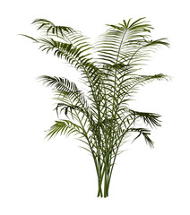 Palm tree plant isolated on white transparent background