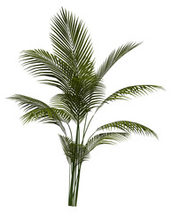 Palm tree plant isolated on white transparent background