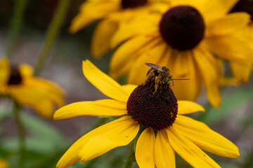 Busy pollen covered honeybee on a black-eyed susan flower
