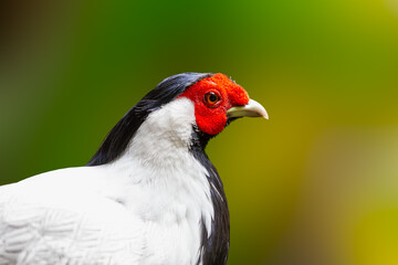 Close up of a Silver Pheasant