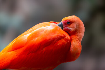 Close up of a Scarlet Ibis