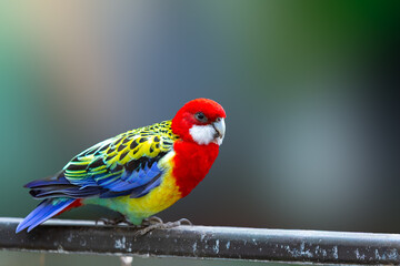 Close up of a Eastern Rosella bird