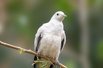 Close up of a Pied imperial pigeon
