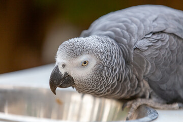 close up of african grey parrot