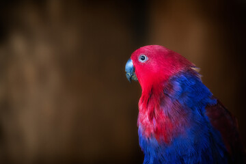 Close up of a Electus Parrot