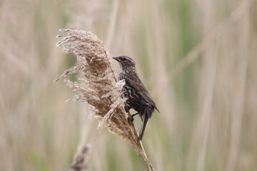 red winged blackbird perched in meadow 