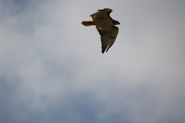 red tailed hawk bird in flight