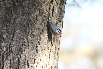 red breasted nuthatch bird climbing a tree