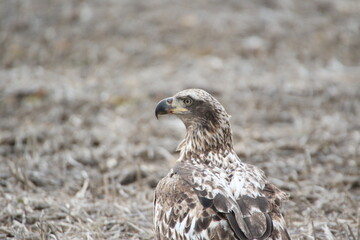 juvenile bald eagle standing in a farm field 