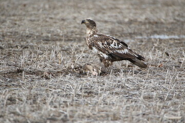 juvenile bald eagle feeding on a opossum 