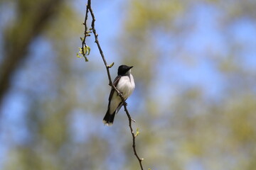 eastern kingbird bird perched in a tree 