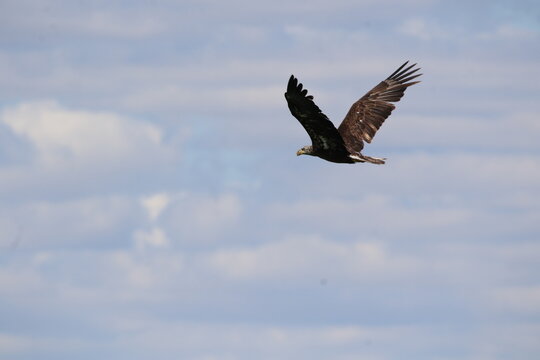 juvenile bald eagle bird in flight 