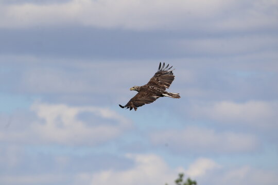 juvenile bald eagle bird in flight 