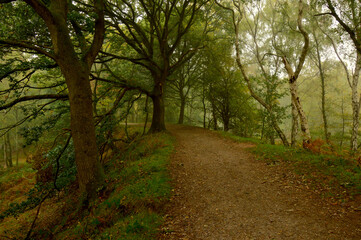 A misty forest trail winds through a hillside, lined with mature trees.