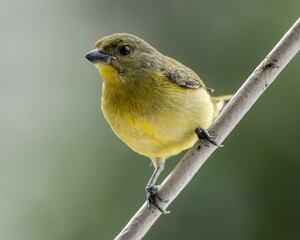 Thick-billed Euphonia (Euphonia laniirostris) perched on a branch &mdash; balcony birding scene from Medell&iacute;n, Colombia
