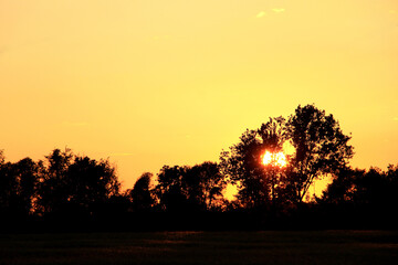 Low sun behind trees at golden hour