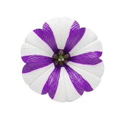 Fototapeta premium Striking top-down view of a vibrant purple and white striped petunia flower bloom showcasing delicate petal texture and a central green pistil