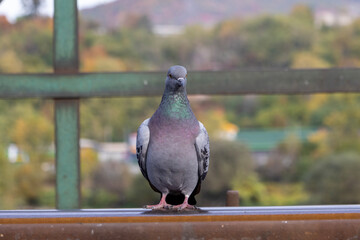 Urban pigeon resting on a green metal railing with blurred trees in background. Detailed wildlife photo with natural lighting.