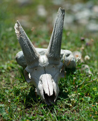 An animal skull with horns lies on the grass in the sunlight.