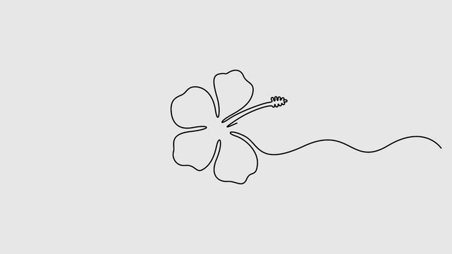 Hibiscus flower in one continuous line drawing animation, Single line draw of beauty fresh hibiscus flower for garden logo identity. 4K video animation