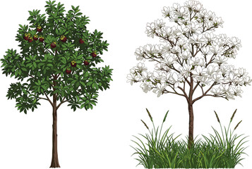 Fototapeta premium Red and yellow fruit tree, white flowering tree, green foliage, seasonal contrast, botanical diversity, vibrant canopy, outdoor nature scene, plant comparison