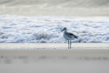 On the hunt for food at dawn.