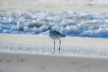 Shorebird on a morning in October.