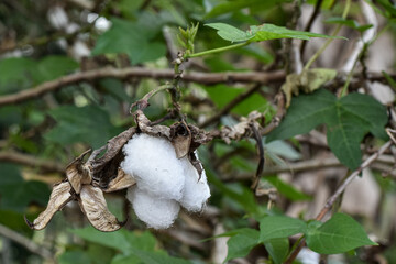 Cotton plants, cotton is the basic material for yarn
