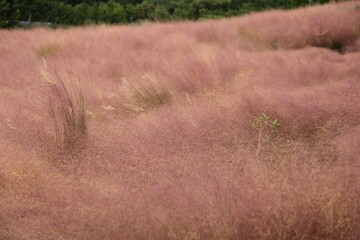 분홍빛 융단, 가을의 전령사, 핑크뮬리, 바람 따라 움직이는 모습이...